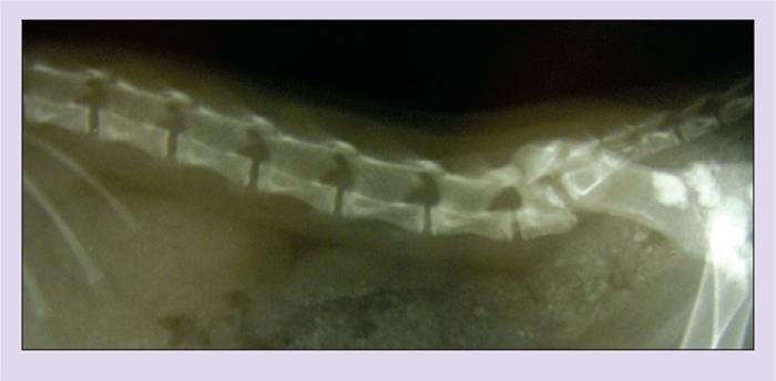 Figure 2. A 12-week-old domestic shorthair cat presented after being accidentally trodden on by the owner.