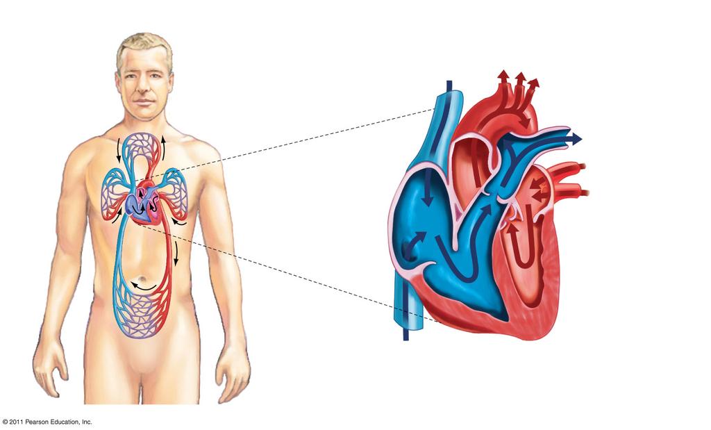 The Heart and Blood Circulation (a) The pulmonary and systemic circulation networks! (b) The circulation of blood through the heart! The right side of! the heart pumps! deoxygenated!