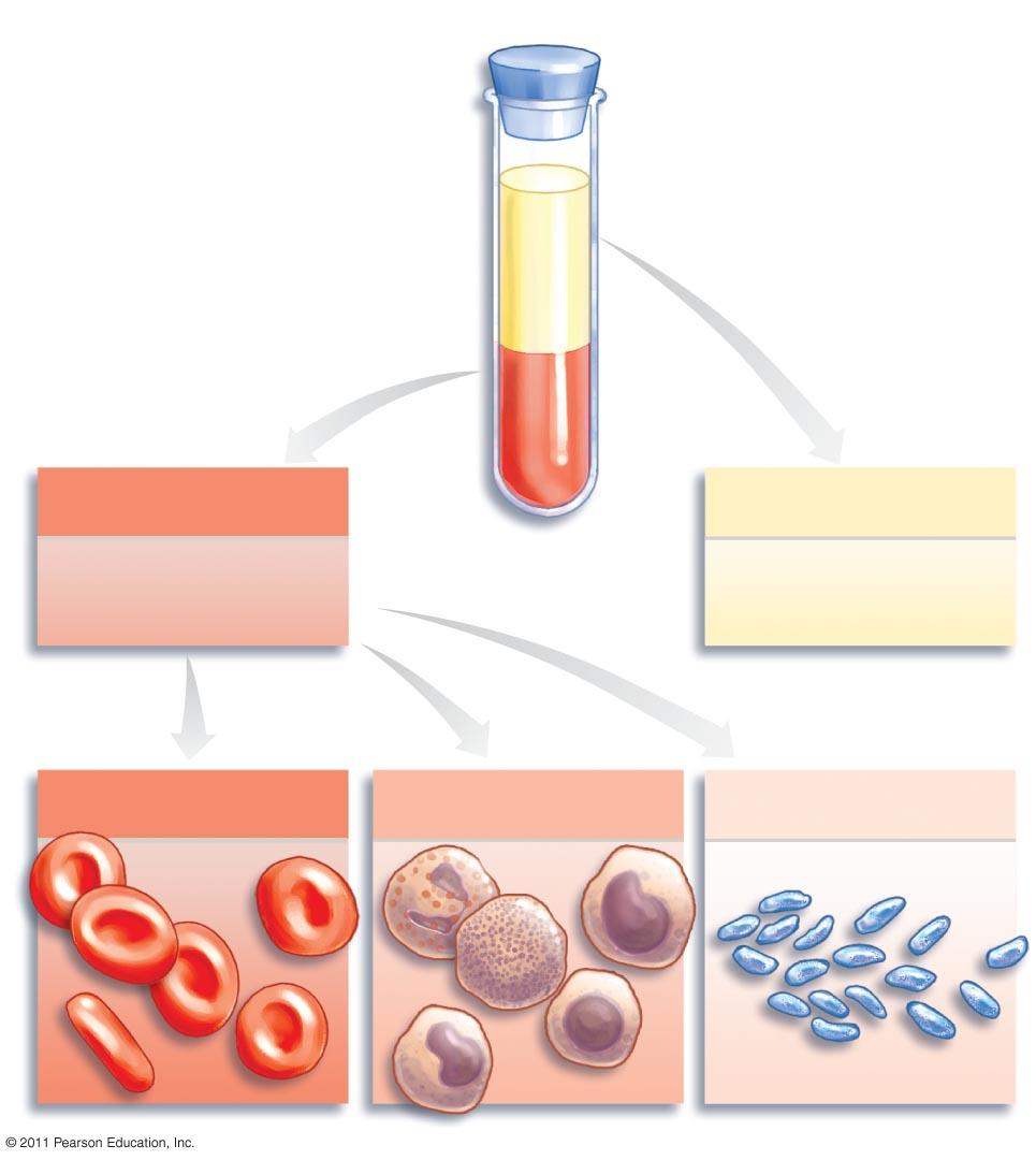 blood sample! 55%! plasma! formed! elements! 45%! Formed elements! Red blood cells 99.9%! White blood cells! 0.1%!