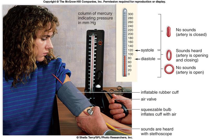 Blood pressure The pressure against a blood vessel wall, usually measured in an artery in the arm (Pulse) Radial & carotid pulses.