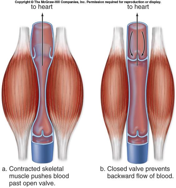 The venous return Aided by three factors: 1. Skeletal muscle contraction 2.