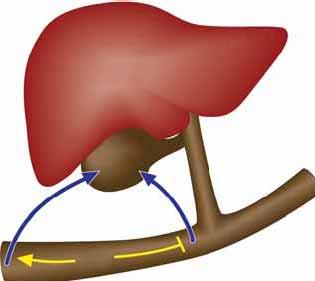 The Ying-Yang of Gallbladder Filling and Relaxation Liver