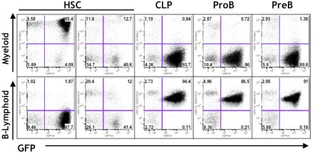 Figure 2 Phenotypic analysis of animals transplanted with retrovirally transduced HSC, CLP, ProB or PreB cells from