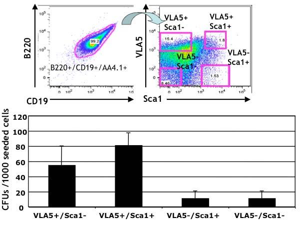 Figure 3 BM cells from B-ALL recipients were stained with surface antigens: B220, CD19, Sca1 and VLA5.