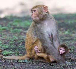 Macaque Monkey Bites Multiple varieties including Rhesus, Longtailed, Japanese (Snow Monkey)