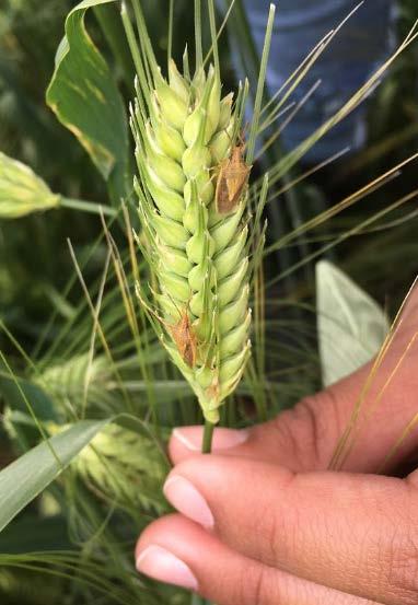 INSECTICIDE EFFICACY TEST AND EVALUATION OF DAMAGE BY RICE STINK BUG ON BARLEY Raul T.