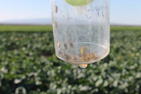 Consperse stink bug captures in traps or on crops in monitored area 30 25 20 15 10 5 sb 1