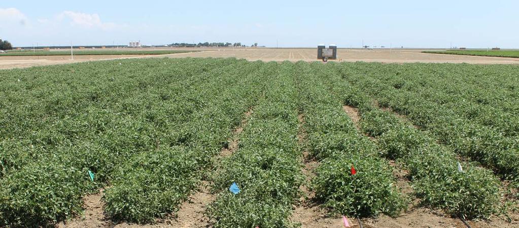 Insecticide Program Comparison, 2015 University of California West Side Research and Extension Center Five Points Sun 6366 processing tomato plants were transplanted