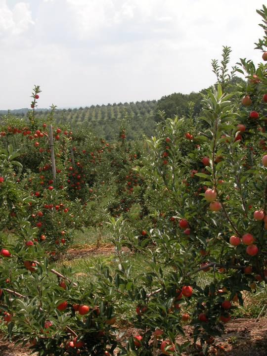 2008-2009 Late Season Problems 1,100 acre commercial fruit orchard that produces 500,000 bushels of fruit annually.