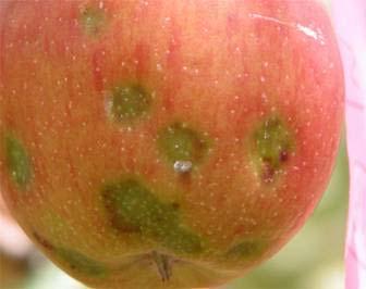 gummosis (early season) Apple