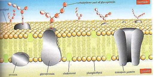 FLUID MOSAIC MODEL FLUID- because individual phospholipids and proteins can move sideto-side within the layer, like it s a