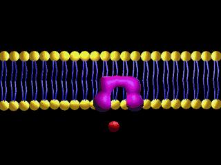 Facilitated Diffusion Some carrier proteins do not extend through the membrane.