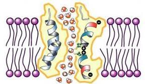 Aquaporins Water Channels Protein