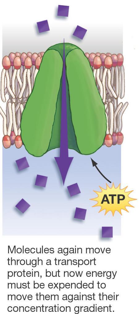Active Transport Active transport requires the use of chemical energy to move substances across membranes