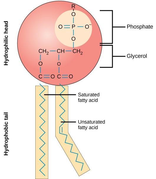 Phospholipids Phospholipids make up the cell membrane.