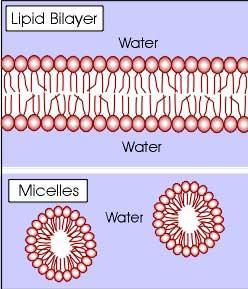 Phospholipids When exposed to an aqueous solution, the heads are attracted to the water phase, and the nonpolar tails are repelled from the water phase.