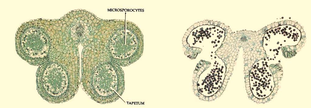 Activity 2: Gametogenesis Obtain a prepared slide of mature pollen. Each mature pollen grain contains a tube nucleus and a generative nucleus that divides to produce two sperm.