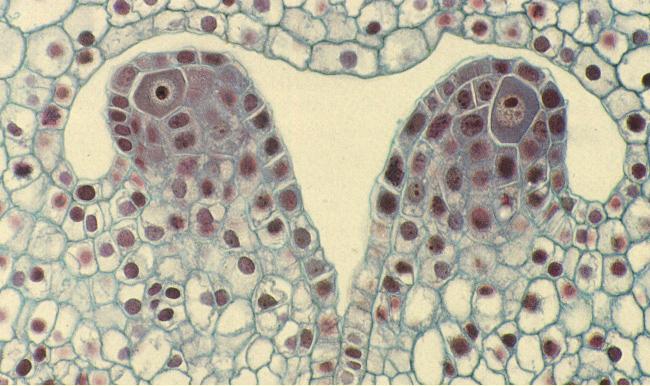 Anther with four pollen chambers (locules) Anther with Mature Pollen (Male Gametophyte) Obtain a prepared slide of a cross section of the Lilium ovary.