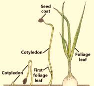 Cotyledon(s) Plumule Seed coat Bean Germination Pea