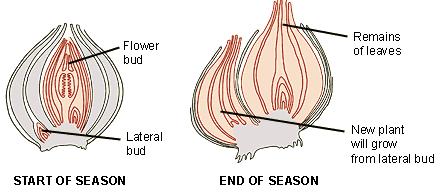 Many plants which inhabit such areas as deserts or arctic tundra only reproduce asexually. Bulbs Figure 1.