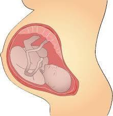 Clinical Prenatal Diagnostic Options: Invasive Tests: Amniocentesis - risk to fetus Chorionic villus sampling - risk to fetus Embryoscopy and fetoscopy - risk to fetus Percutaneous umbilical cord