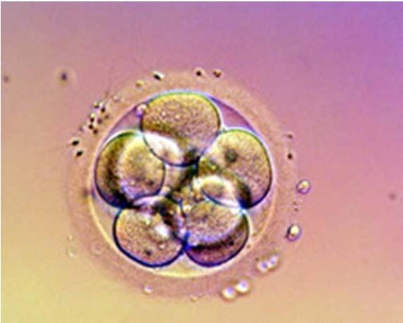 advanced one for transfer The embryo is loaded into a very