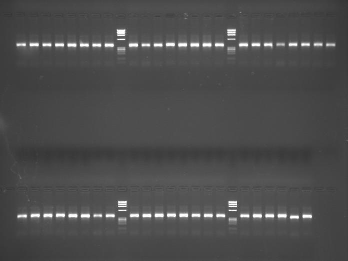 MGP library QC Quantity of DNA used = approx.