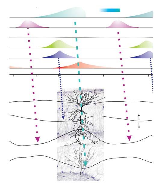 108 G. Buzsáki and K. Diba EC2 Firing rate EC3 EC5 DG CA3 CA1 Proportion of neurons 90 0 90 180 270 360 450 Figure 7.