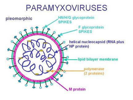Respiratory Syncytial Virus Paramyxovirus Genome encodes 10 viral proteins F, G, SH- glycosylated surface proteins that mediate attachment of the virus to the host cell and fusion of the viral and