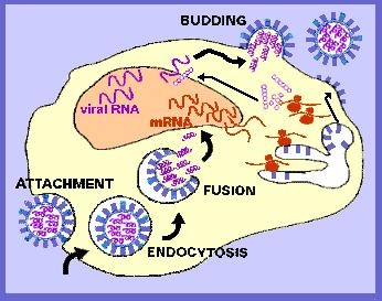Influenza Virus Proteins PB1, PB2, PA: polymerase proteins PB2 PB1 PA NA HA NP M NS NA: neuraminidase protein- catalyzes removal of sialic acid residues and permits movement through mucous HA: