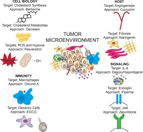 Tumor microenvironment Obesity and Cancer Chronic inflammation! Oxidative stress! Immune signals! Hormones! Glucose! Insulin!