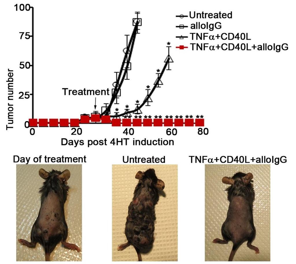 AlloIgG+TNF /CD40L Induces Complete Responses in Tyr:CreER; Braf