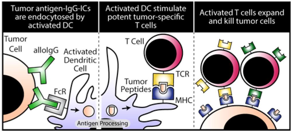 Mechanism of Action: Tumor-binding IgG Combined with DC Stimuli Delivery Activation Eradication 1. Delivery: Anti-tumor antibody binds tumor cells and facilitates their delivery to DCs. 2.