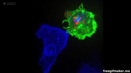 Cytotoxic T cells can Recognize and Kill Tumor Cells T cell Cytotoxins Cancer T cell (green)