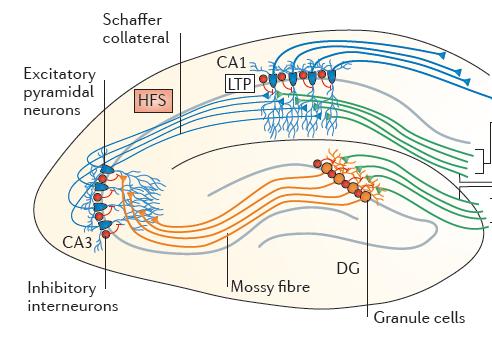 Wild type mouse Excitatory neurons DS