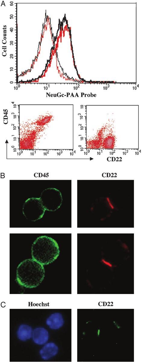 IMMUNOLOGY Fig. 4. Cis ligands differentially mask binding of two multivalent sialoside probes.