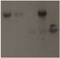 (b, e, nd h) The correct genotype of the STE6:GFP, STE3/CPRα:GFP, nd CP:GFP strins in the strin (STE6:GFP: YSB2618 nd
