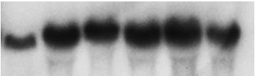 YSB3500) ws confirmed by Southern blot nlysis using genomic DNAs digested with the restriction enzyme EcoRI.