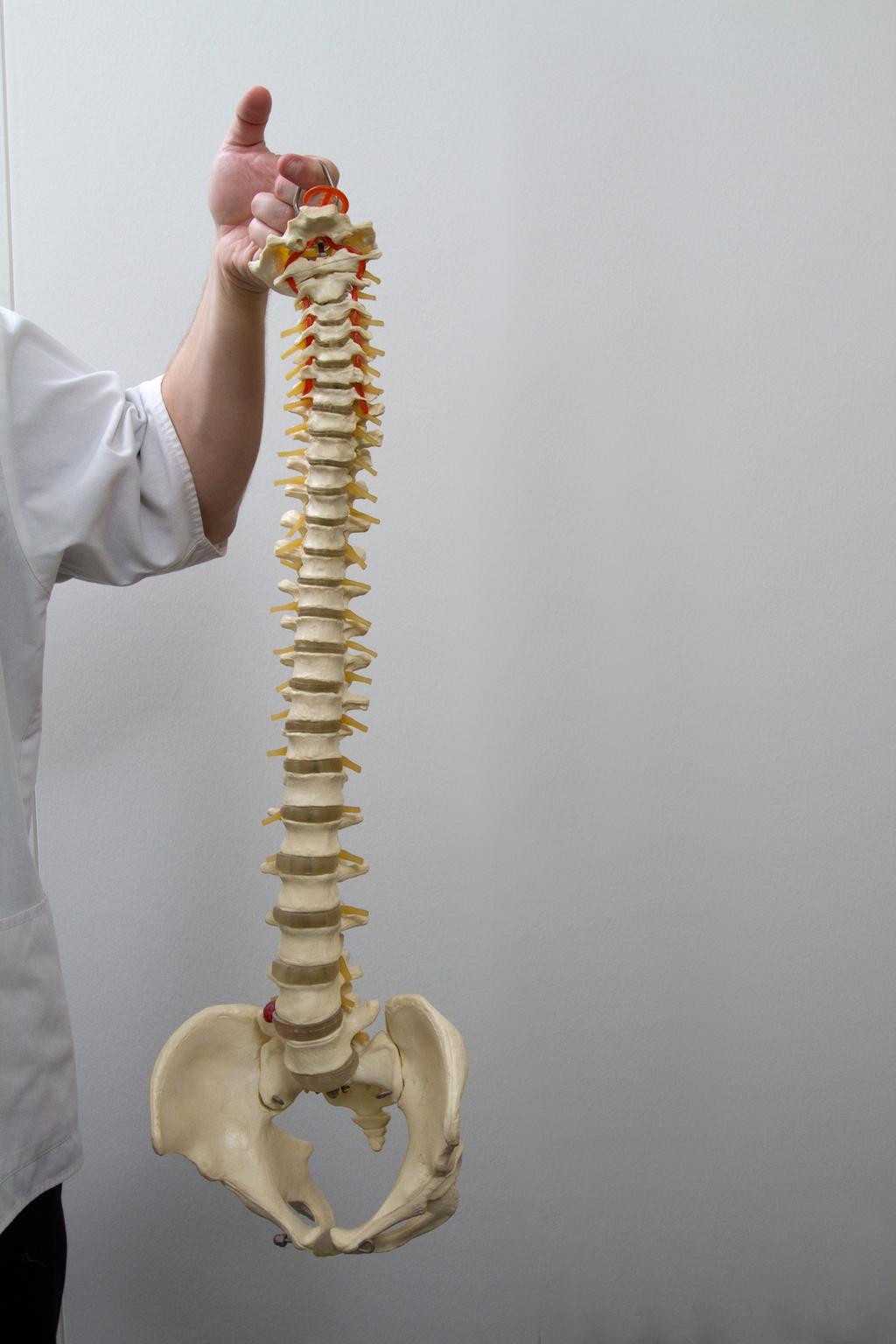 The Basics of Spinal Manipulation Once you have your first appointment over with and out of the way, your chiropractor will formulate a treatment plan that will best suit your needs.