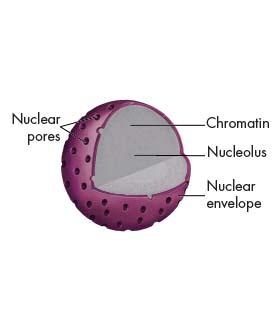 Nucleus Contains the DNA Control center of cell.