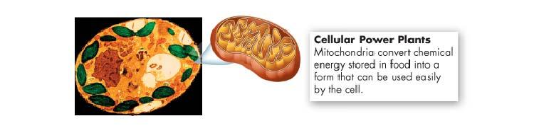 Mitochondria Site of Cellular Respiration Converts