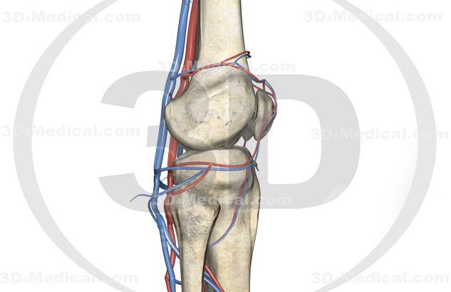 Veins of the leg From http://www.straighthealthcare.com/deep- veins- illustration.html Start at the groin. Probe held in transverse with the probe marker to the patient s right.