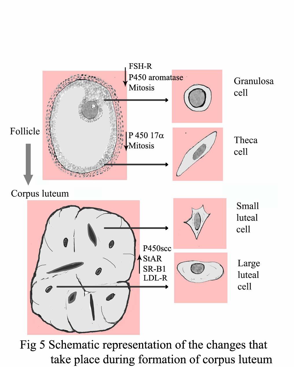 Granulosa cells along with thecal cells infiltrate the collapsed follicle together with a rich supply of blood vessels. The filtrating cells undergo hypertrophy and hyperplasia.