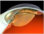 thickness The Limbus The junction of the cornea and sclera The Uvea - Purpose is to supply blood and drain blood.