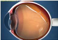 aqueous humor and has some role in accommodation The Iris Primary role is to adjust the amount of light entering the eye Internal Ocular