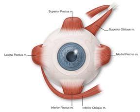 The Extraocular Muscles Superior Rectus - 1) Elevates 2) adducts 3) intorts Inferior Rectus - 1) Depresses 2) adducts 3) extorts Medial