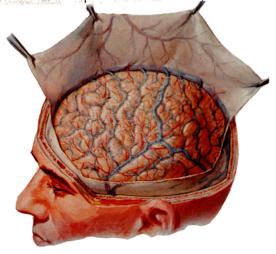 Meninges 3 layers of connective tissue surrounding brain