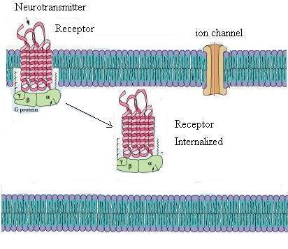 increase in the sensitivity of autoreceptors on the transmitting neuron.