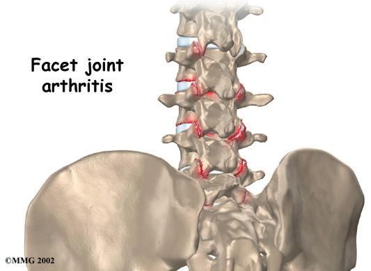 Articular cartilage covers the surfaces where these joints meet.