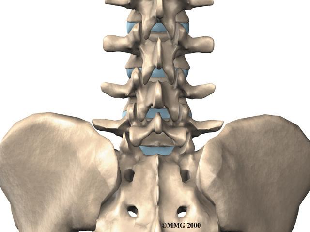 the lower five vertebrae. Doctors often refer to these vertebrae as L1 to L5.